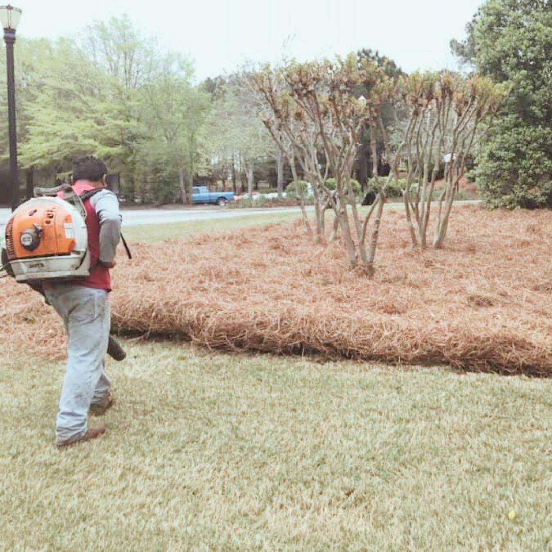 Blowing pine straw service by JG Southern Landscaping LLC